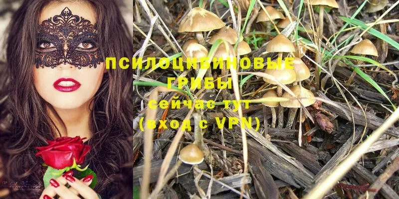 где найти наркотики  Дедовск  Галлюциногенные грибы Cubensis 